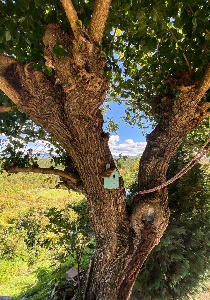 Tree in Hum, Croatia