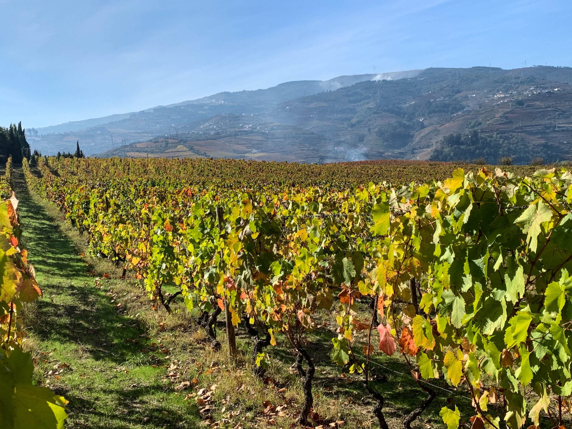 Douro Valley The Oldest & Most Beautiful Wine Region in the World